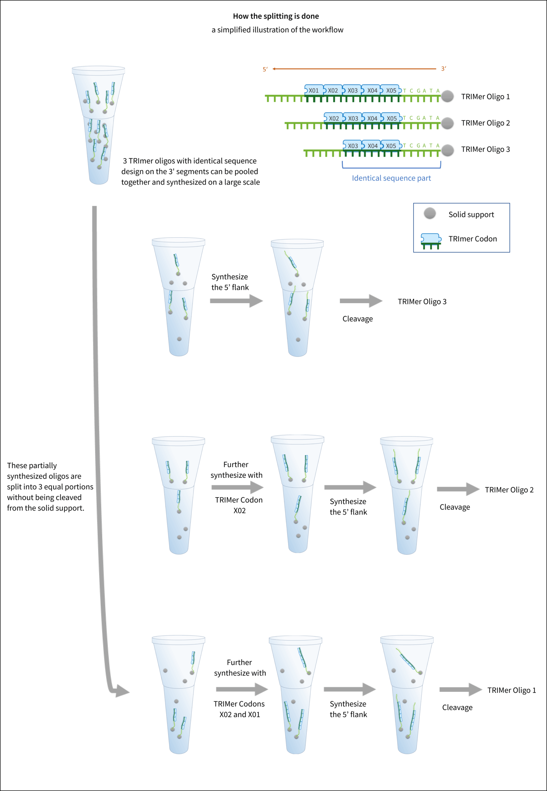 How the Splitting is done ? A Cost-Effective Method for Synthesizing TRImer Oligos With Identical Regions
