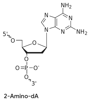 Chemical structure of 2-Amino-dA (2-aminodeoxyadenosine), a duplex-stabilizing modification with an extra 2-amino group