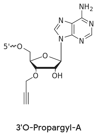 Click Chemistry Chemical structure of 3'-O-propargyl-A, an adenosine with a 3'-O-propargyl alkyne group for click chemistry